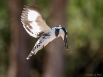 Pied kingfisher in the air, South-Africa